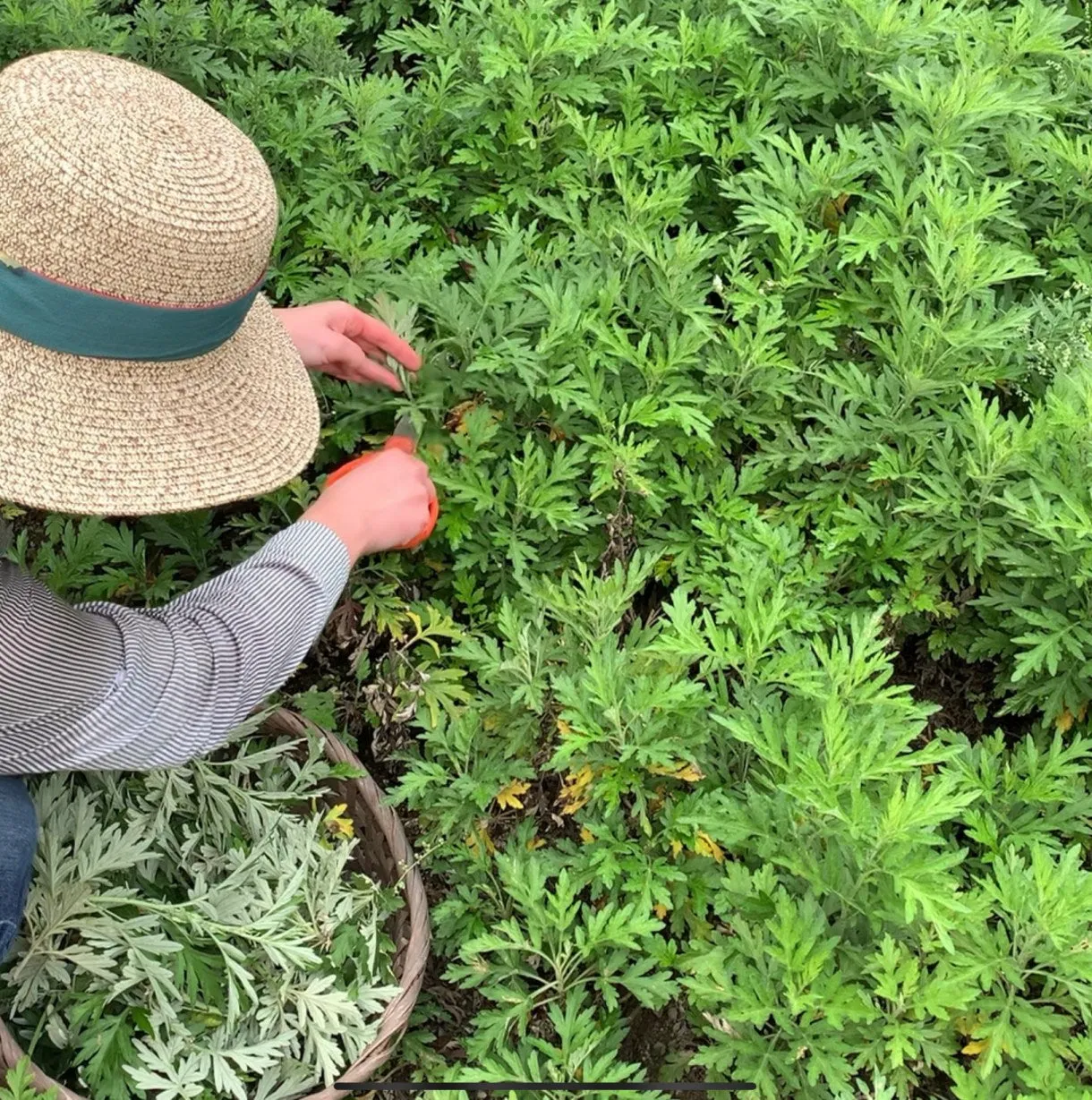 Herbbies Gentle Mint Free Mugwort Balm