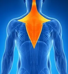 Self-paced Home Study 12 CE Hand & Ear Reflexology with Chair Event Massage